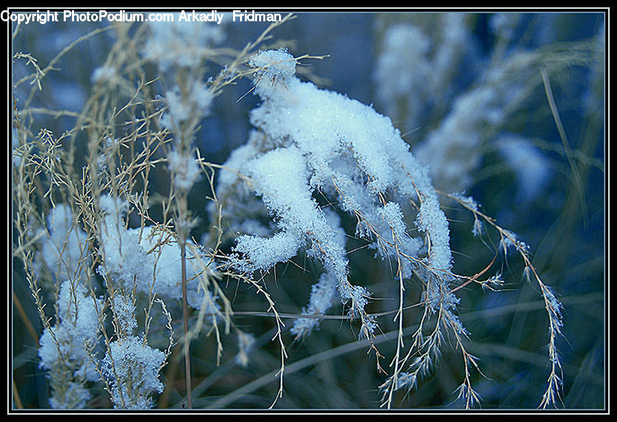 Frost, Ice, Outdoors, Snow, Conifer, Fir, Pine