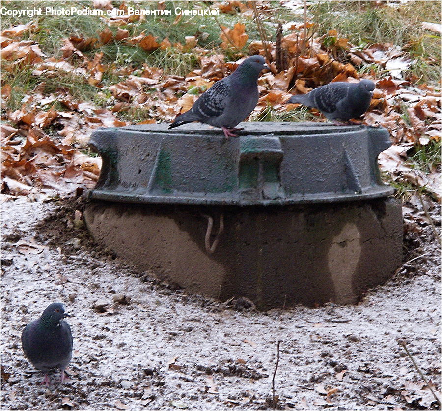 Bird, Pigeon, Dove, Quail, Partridge, Pheasant