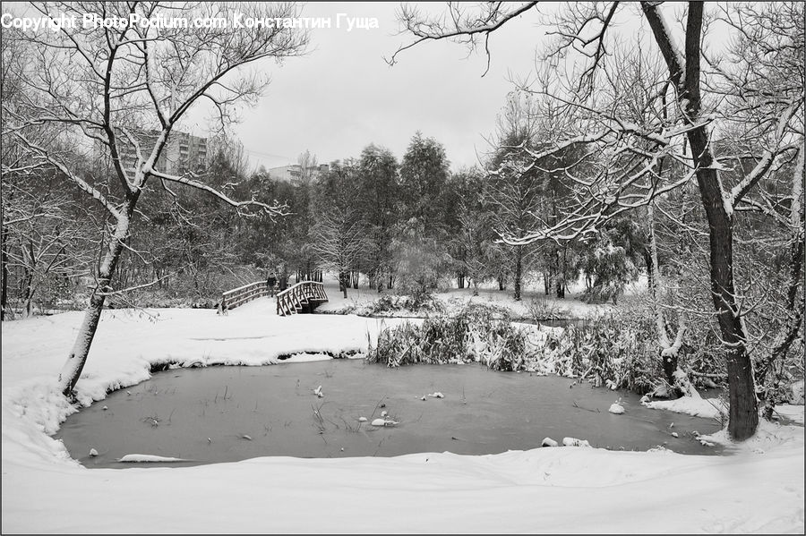 Ice, Outdoors, Snow, Forest, Vegetation, Plant, Tree
