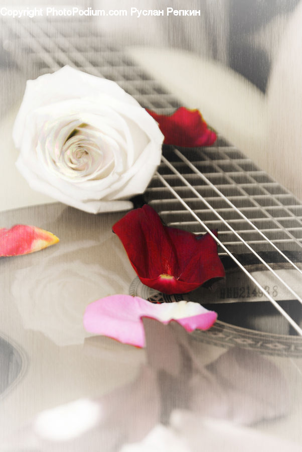 People, Person, Human, Flower, Flower Arrangement, Flower Bouquet, Umbrella