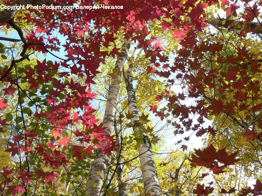 Maple, Tree, Wood, Birch, Plant, Vine, Oak