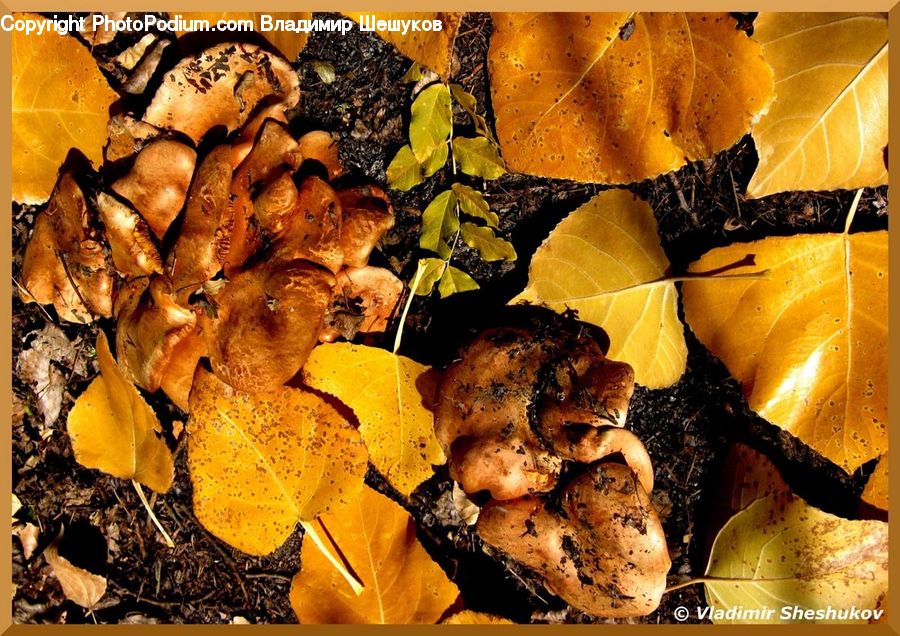 Agaric, Amanita, Fungus, Mushroom, Plant, Food, Nut