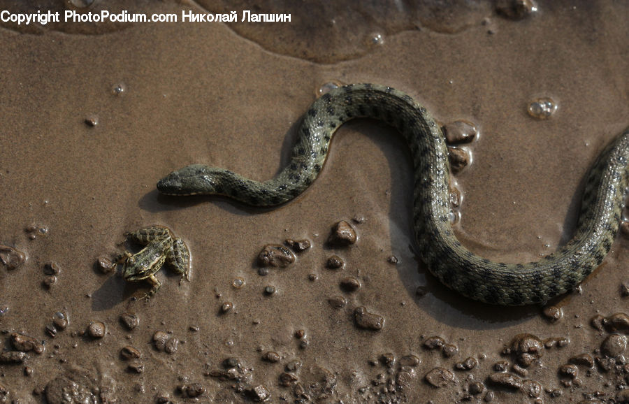 Reptile, Snake, Tire, Amphibian, Toad, Wildlife