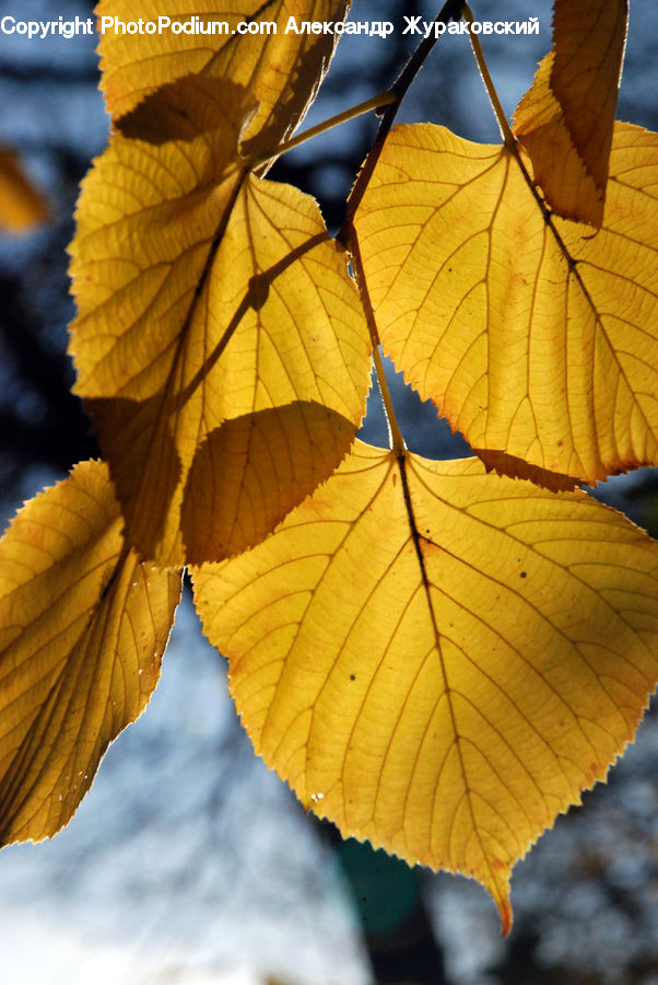 Veins, Leaf, Plant, Maple, Maple Leaf, Blossom, Flora