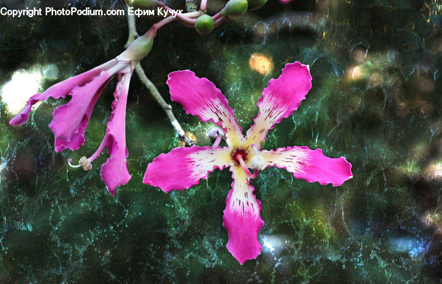 Flora, Pollen, Blossom, Flower, Geranium, Plant, Gladiolus