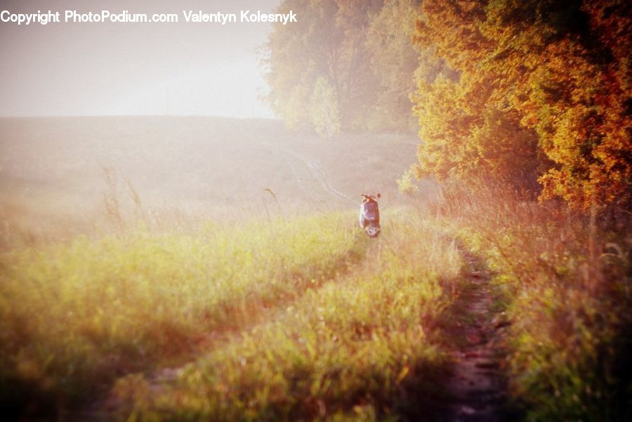 Dirt Road, Gravel, Road, Field, Grass, Grassland, Plant