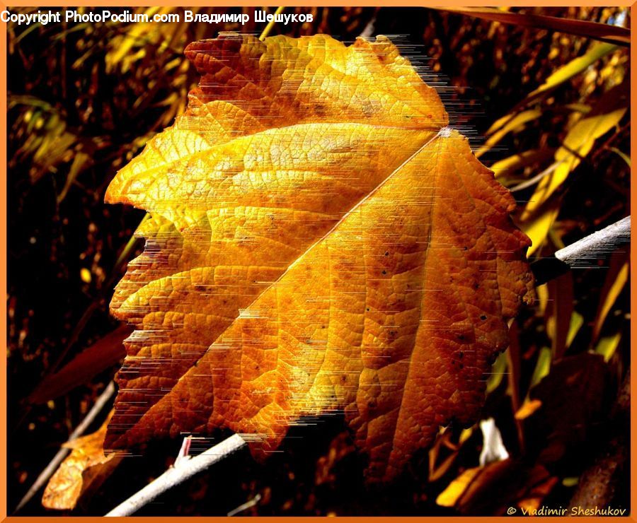 Spice, Maple, Maple Leaf, Plant, Leaf, Blossom, Flora