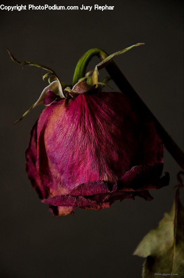 Bud, Plant, Garlic, Blossom, Flower, Rose, Flora