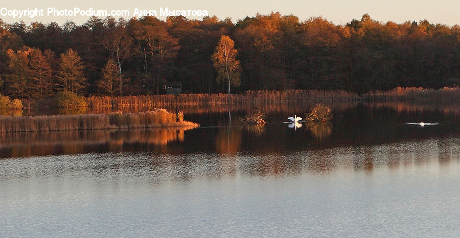 Forest, Vegetation, Grove, Land, Marsh, Outdoors, Swamp