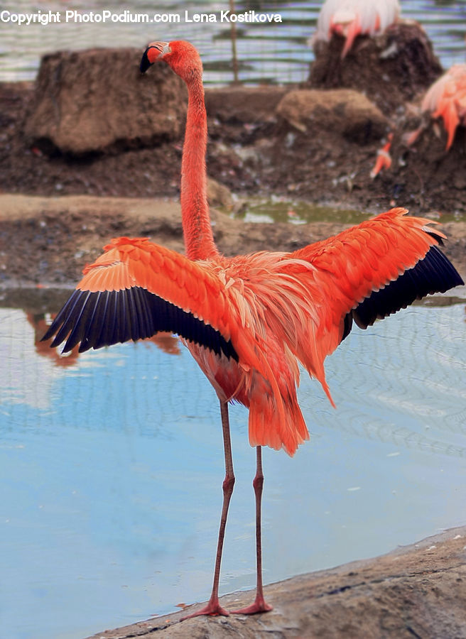 Bird, Flamingo, Flock, Beak, Macaw, Parrot, Crane Bird