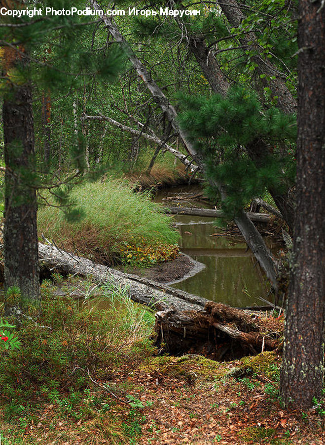 Forest, Jungle, Creek, Outdoors, River, Water, Vegetation