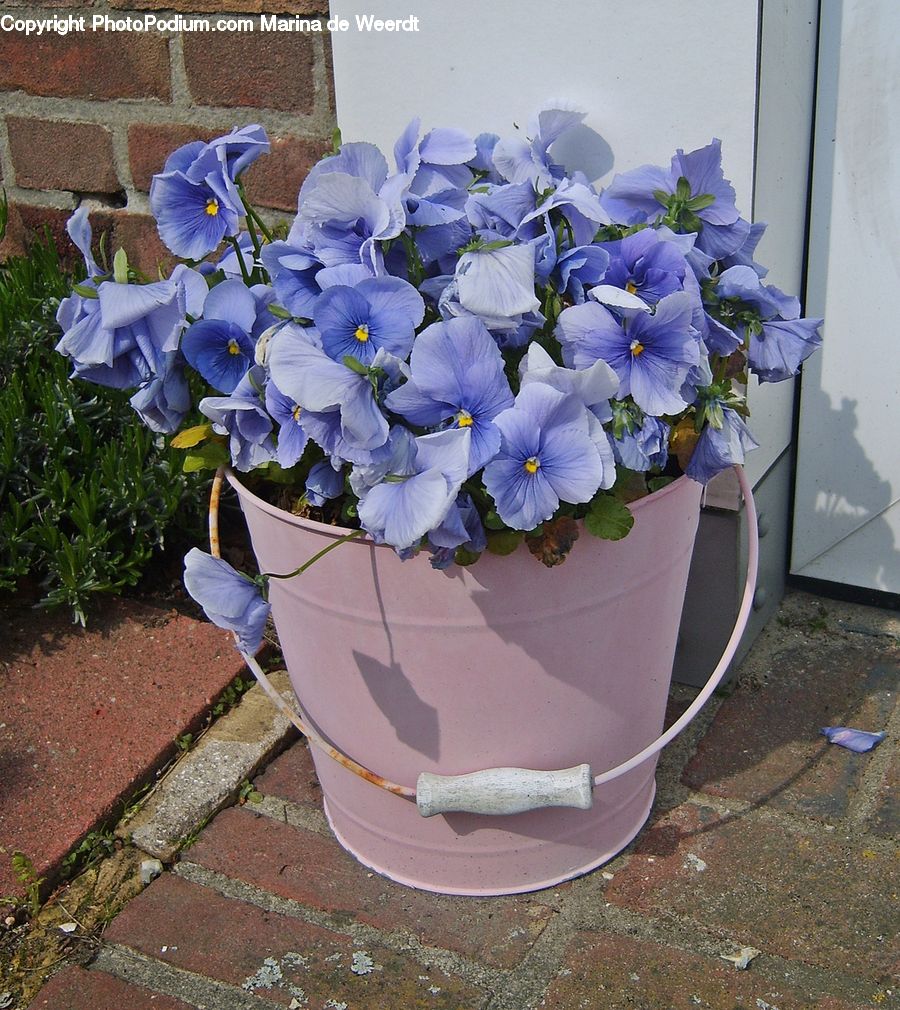 Planter, Potted Plant, Blossom, Flora, Flower, Plant, Geranium