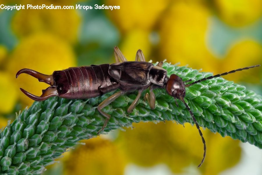 Asilidae, Insect, Apidae, Bee, Bumblebee, Cricket Insect, Grasshopper