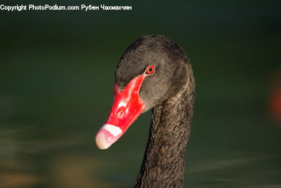 Bird, Black Swan, Swan, Waterfowl