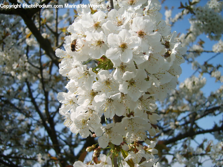 Blossom, Flora, Flower, Plant, Cherry Blossom, Conifer, Fir