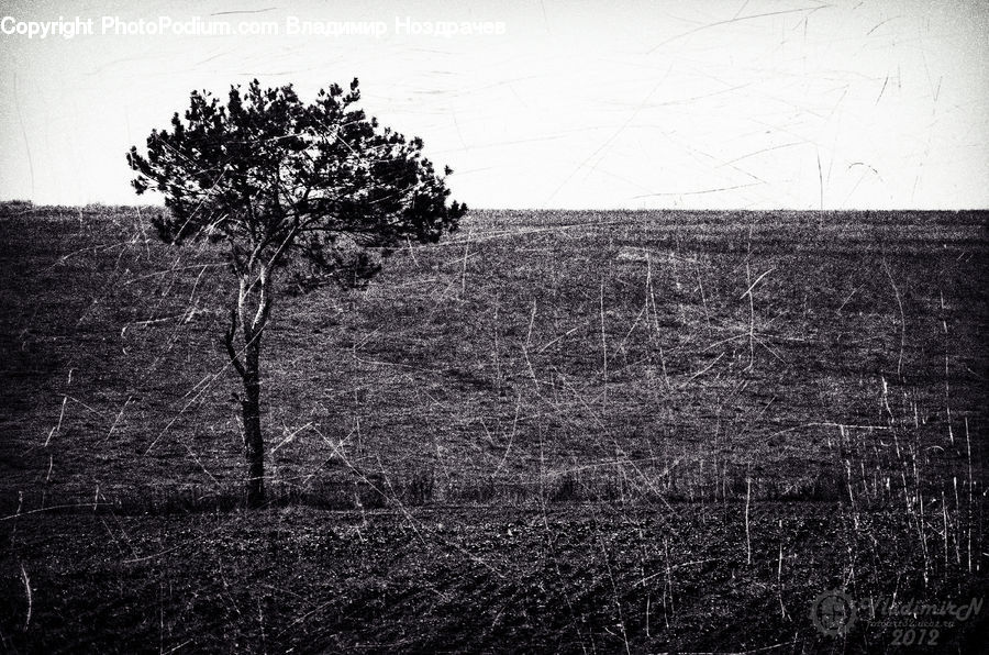 Plant, Tree, Bush, Vegetation, Oak, Wood, Countryside