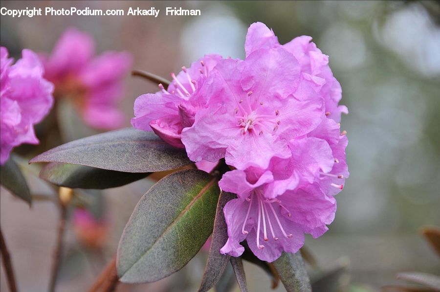Blossom, Flora, Flower, Plant, Cherry Blossom, Geranium, Petal