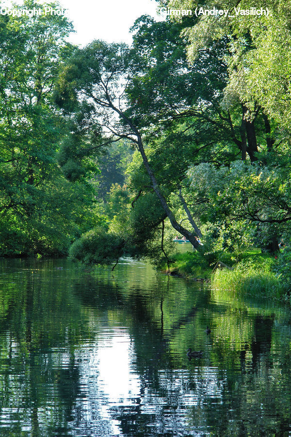 Outdoors, Pond, Water, Plant, Tree, Flower, Mimosa