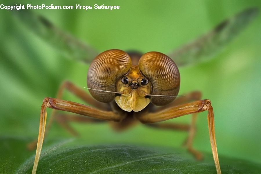 Anisoptera, Dragonfly, Insect, Invertebrate, Bee, Blossom, Flora