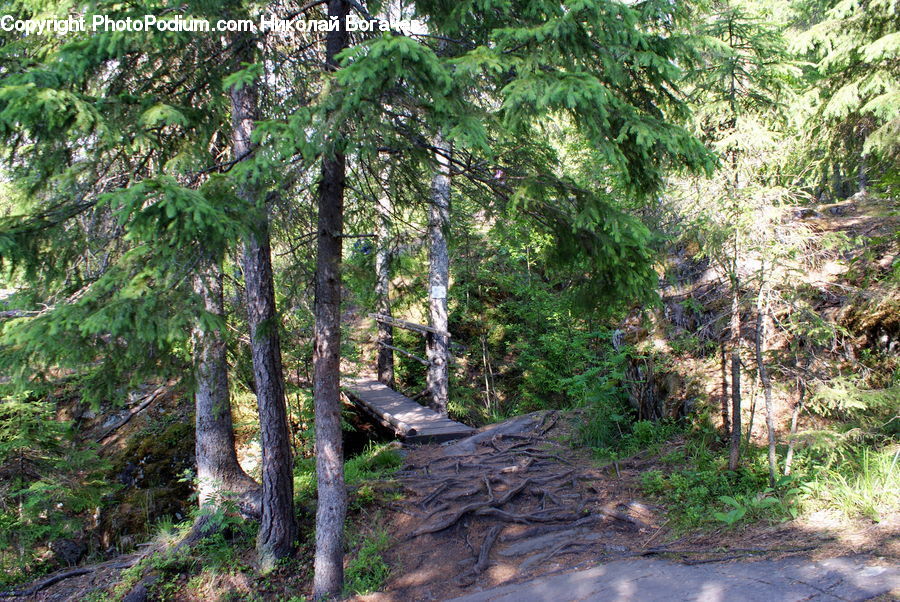Conifer, Fir, Pine, Plant, Spruce, Tree, Moss