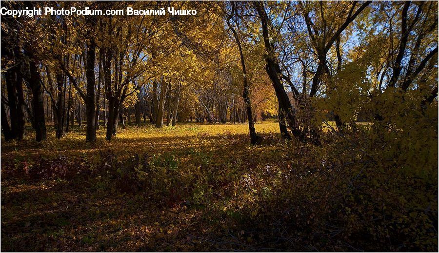 Birch, Tree, Wood, Forest, Vegetation, Grove, Land