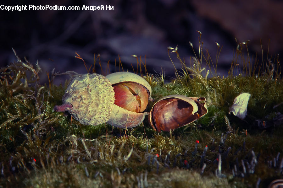 Plant, Potted Plant, Acorn, Seed, Algae, Amphiprion, Fish