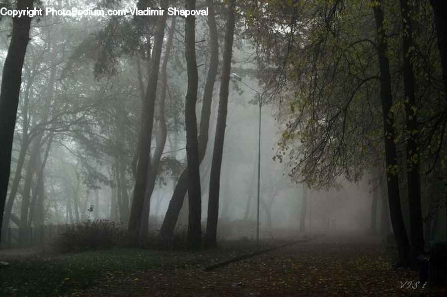 Fog, Mist, Outdoors, Plant, Tree, Forest, Grove