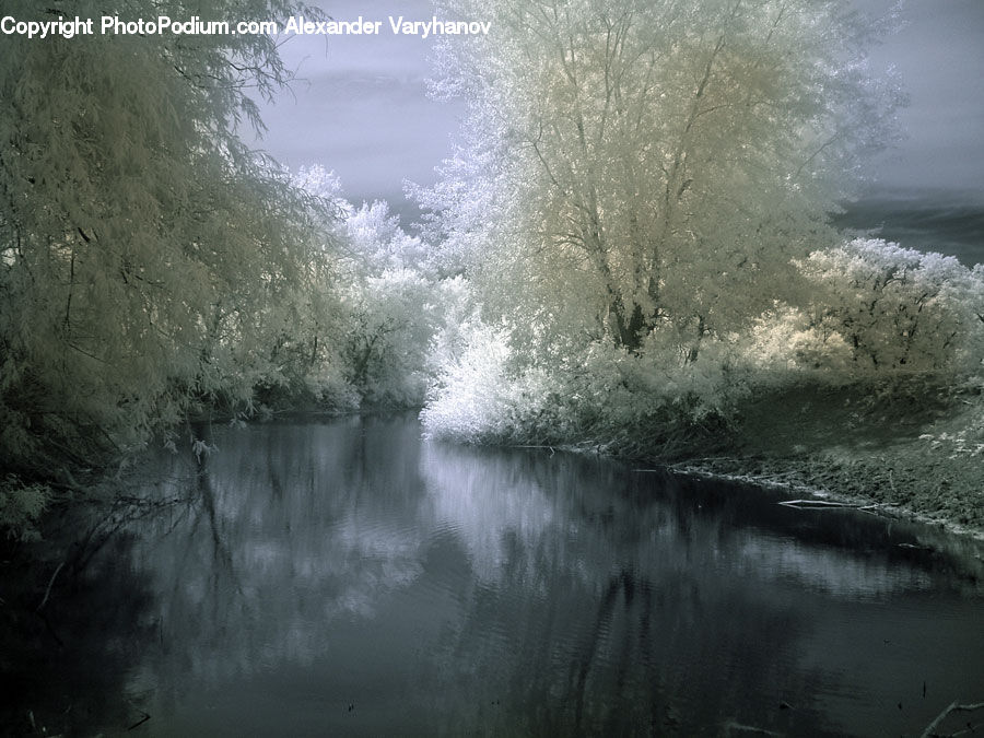 Frost, Ice, Outdoors, Snow, Water, Plant, Tree