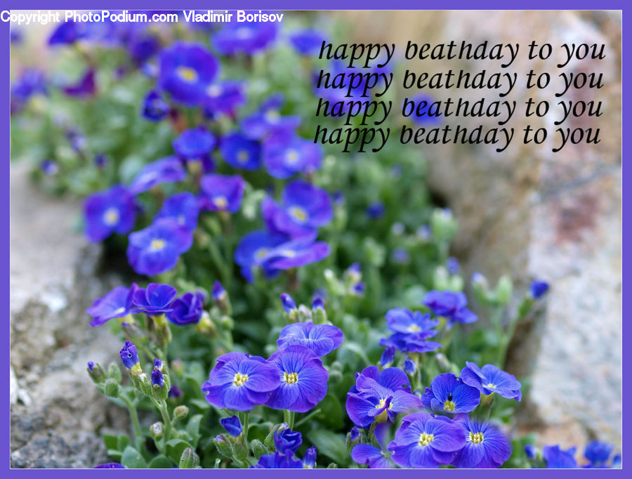 Blossom, Flora, Flower, Geranium, Plant, Crocus, Bush