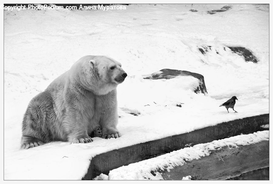 Animal, Bear, Mammal, Snow, Snow Angel, Winter, Ice
