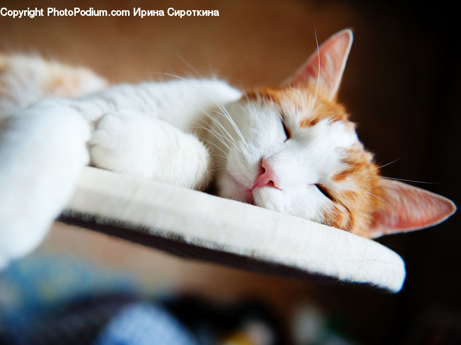 Animal, Cat, Kitten, Mammal, Pet, Asleep
