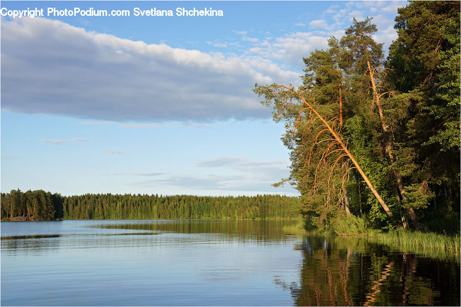 Lake, Outdoors, Water, Land, Marsh, Swamp, Landscape