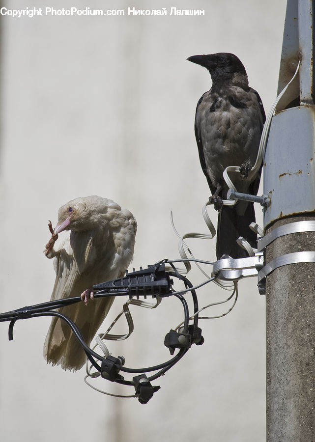 Bird, Blackbird, Crow, Beak, Ardeidae, Wiring, Accipiter