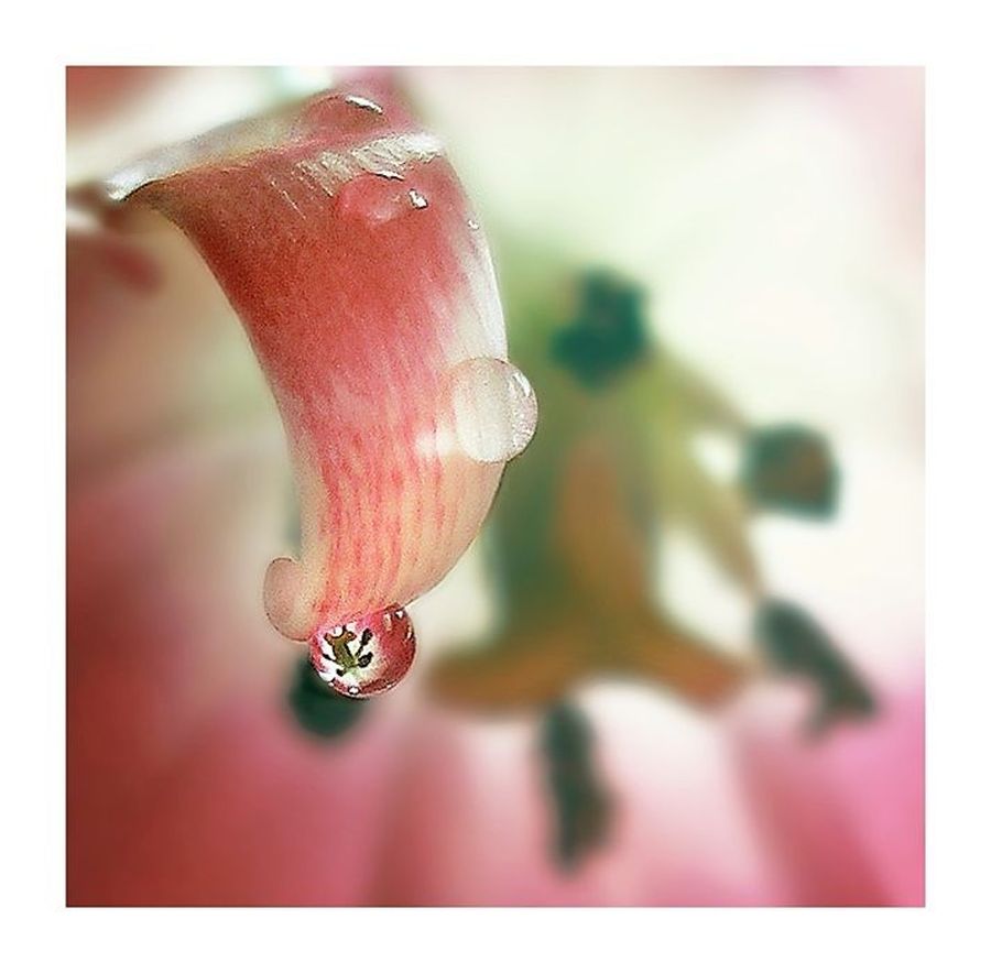 Blossom, Flora, Flower, Petal, Plant, Geranium, Anthurium