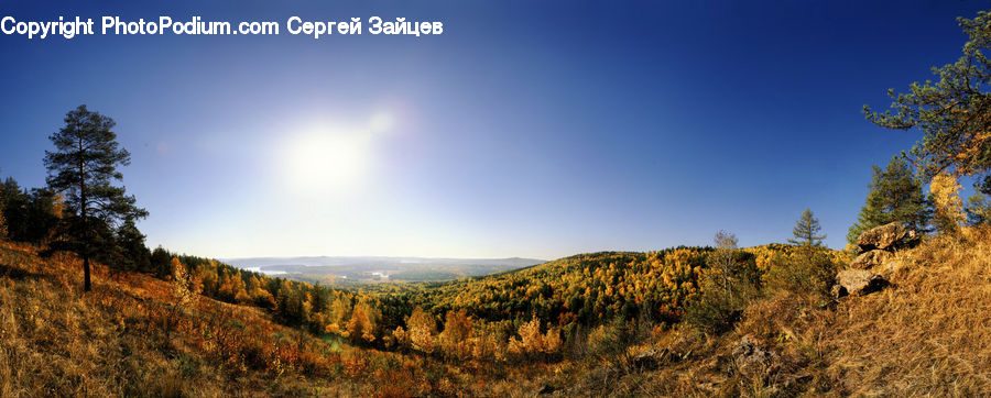 Conifer, Fir, Plant, Tree, Field, Grass, Grassland