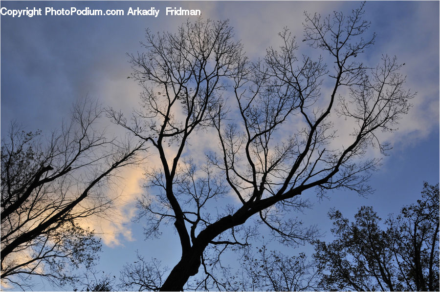Plant, Tree, Oak, Wood, Silhouette, Blossom, Flora