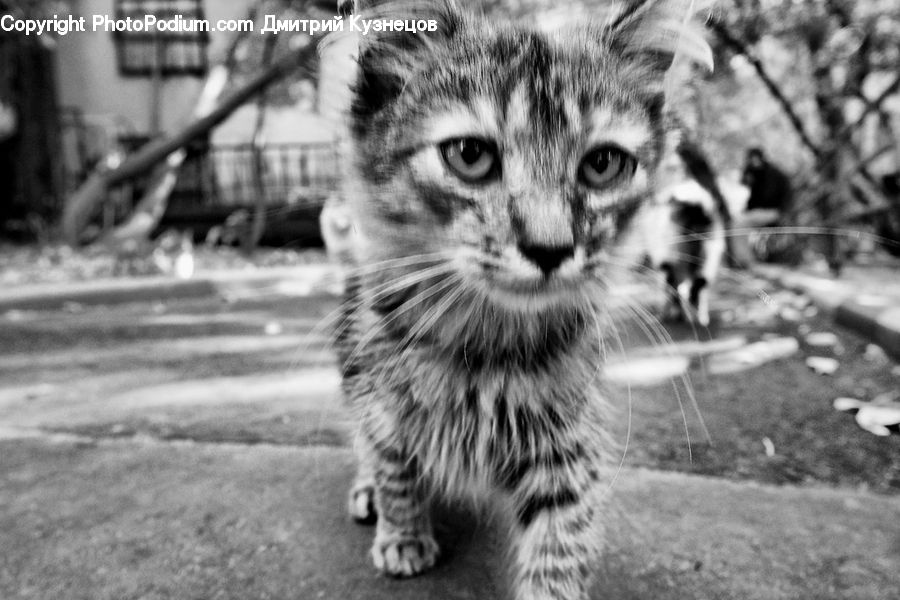 Animal, Cat, Mammal, Pet, Adorable, Kitten