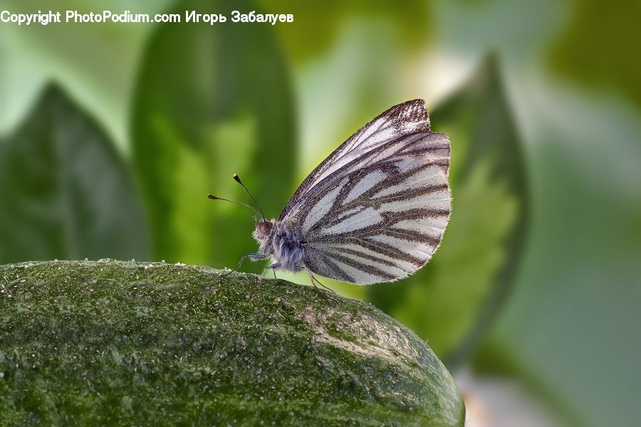 Butterfly, Insect, Invertebrate, Blossom, Flora, Flower, Plant