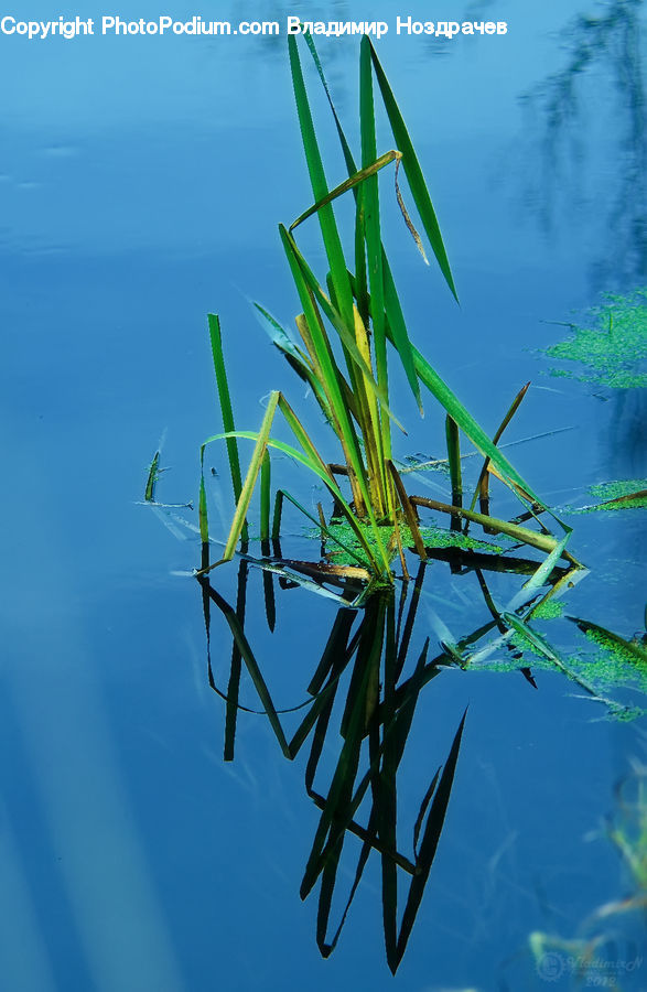 Field, Grass, Grassland, Plant, Aloe, Reed, Land