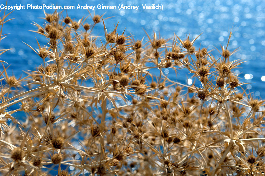 Field, Grass, Grassland, Plant, Fiber, Flax, Flora