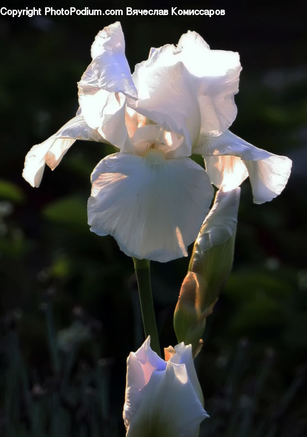 Flora, Flower, Gladiolus, Plant, Blossom, Tulip, Petal
