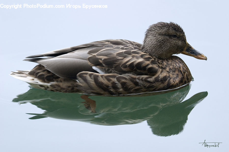 Bird, Duck, Teal, Waterfowl, Beak, Goose