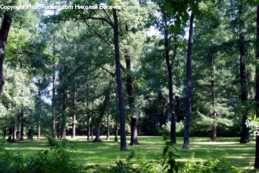 Forest, Vegetation, Fir, Grove, Conifer, Plant, Tree