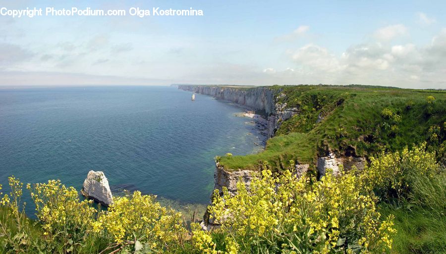 Dill, Plant, Cliff, Outdoors, Coast, Sea, Water