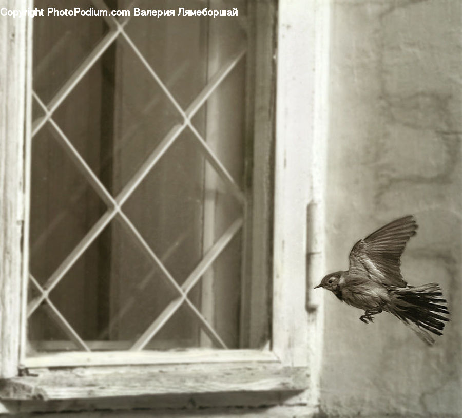Bird, Dove, Pigeon, Finch, Wren, Sparrow