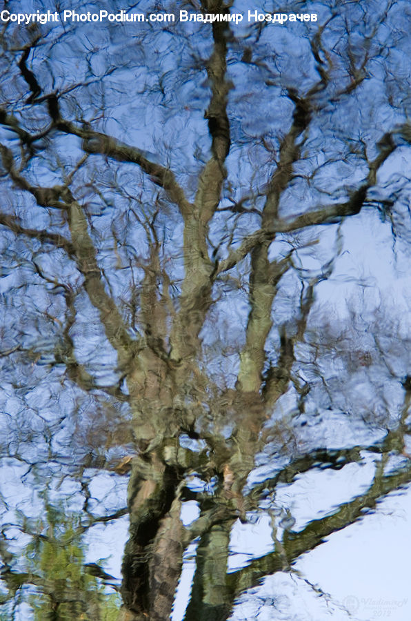 Oak, Tree, Wood, Birch, Conifer, Fir, Plant