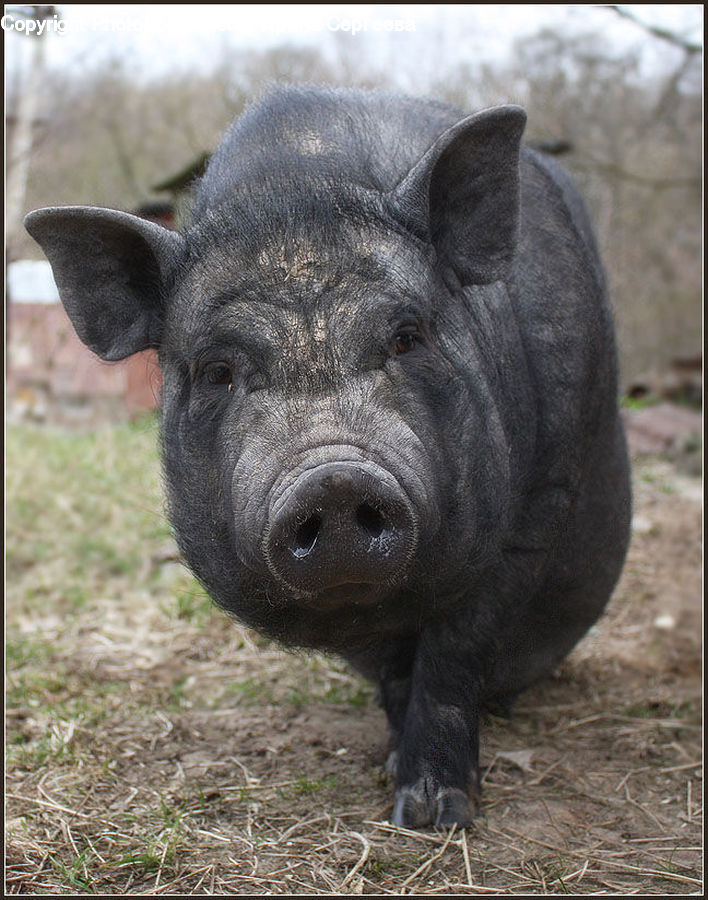 Animal, Boar, Hog, Mammal, Pig
