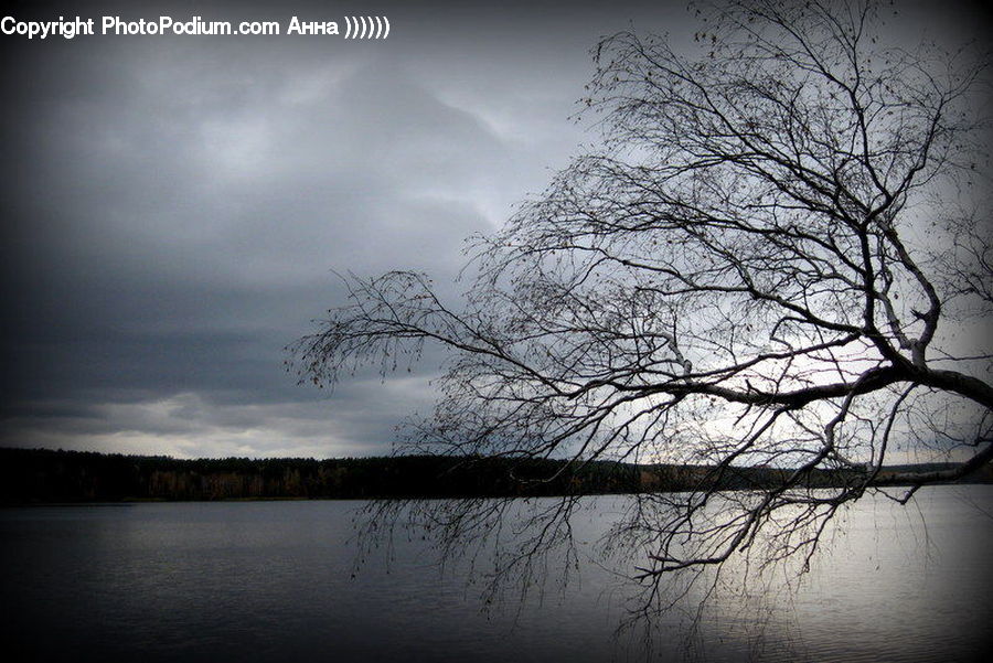Flood, Plant, Tree, Willow, Landscape, Nature, Scenery