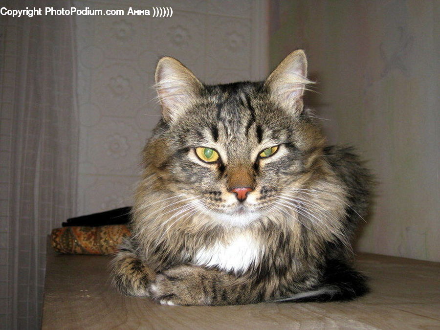 Animal, Cat, Mammal, Manx, Pet, Abyssinian, Hardwood