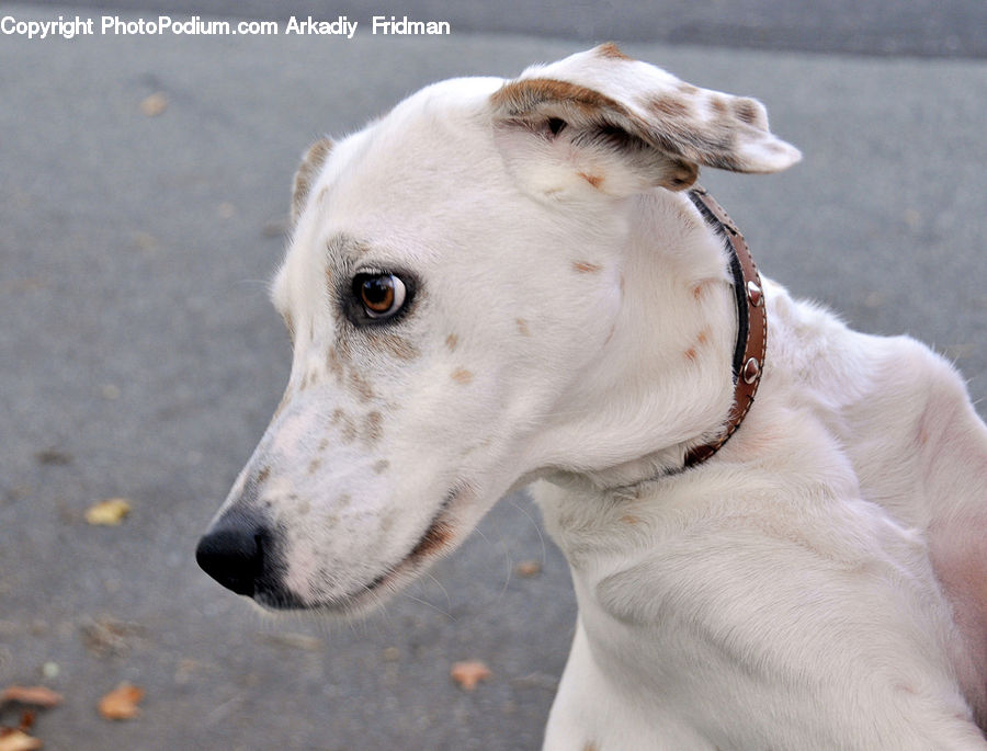 Animal, Canine, Dog, Labrador Retriever, Mammal, Pet, Pointer